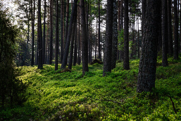 berry bushes in the wood
