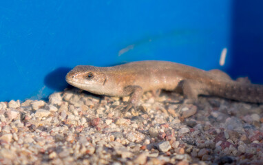
The image shows a brown lizard on a sandy surface.