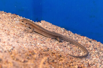 
The image shows a brown lizard on a sandy surface.