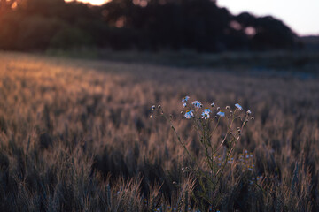 chamomile in a field