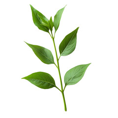 Fototapeta premium Fresh Kariyat leaves from Andrographis paniculata plant, showcasing lush green foliage on a neutral background, Kariyat or Andrographis paniculata green leaves on transparent background