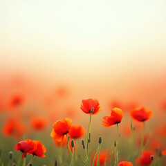 Fototapeta premium field of poppies