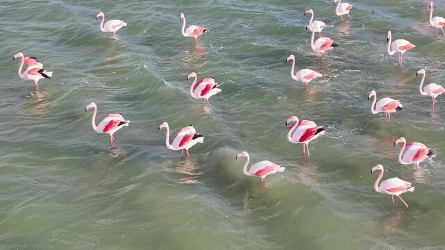 Aerial video of flamingos above the lake in Eilat, southern Israel