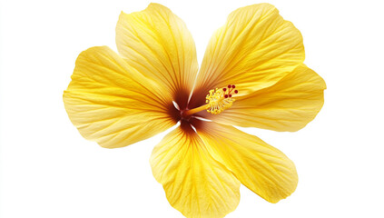 Obraz premium Lush Yellow Hibiscus Flowers