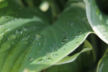 fresh green leaves covered with water droplets after summer rain 