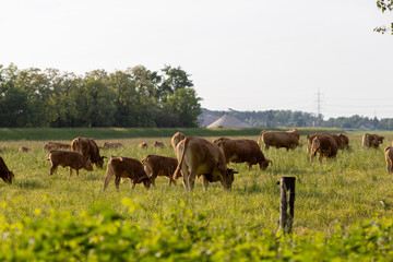 A herd of brown cattle grazing in a lush green field under soft sunlight.