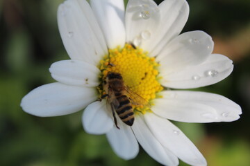 Obraz premium bee pollinating a white flower in a summer garden