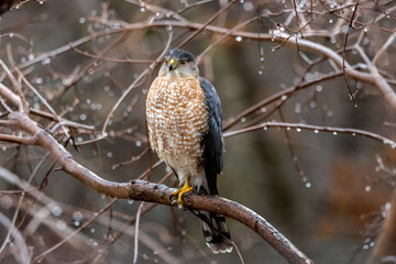 A Cooper's Hawk perches in the cold, rainy weather in search of its next meal.