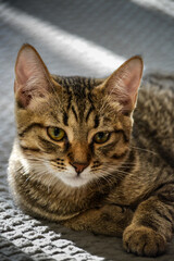Naklejka premium portrait of a cat