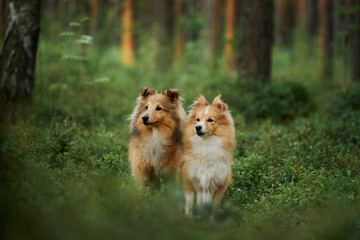 Two Collies walking together through a forest bathed in sunlight filtering through the trees. The...