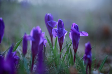 Blooming blue plant Crocus