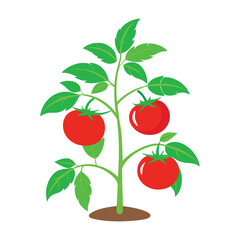 tomato with green leaves
