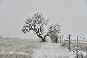 Lone Tree in a Snowy Field