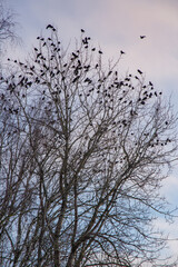 Tree branches with birds sitting and winter sky
