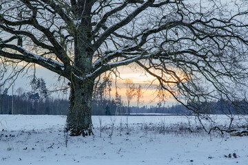 Big old oak tree standing into the field with snow in sunset in January ina cld weather in Latvia