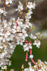Traditional handmade martenitsa (martisor) hanging from blossoming tree. Bracelet made from red and...