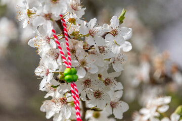 Traditional handmade martenitsa (martisor) hanging from blossoming tree. Bracelet made from red and white wool for the Baba Marta Day on 1st March.