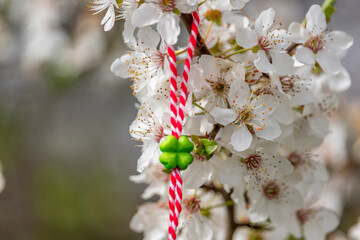 Traditional handmade martenitsa (martisor) hanging from blossoming tree. Bracelet made from red and...