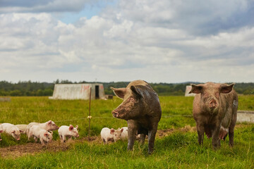 Eco pig farm in the field in Denmark