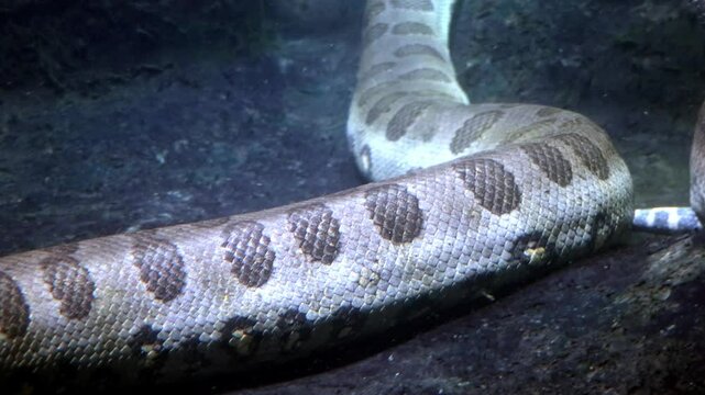 The green anaconda (Eunectes murinus), also known as giant anaconda swim under water