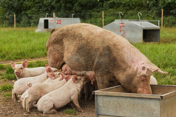 Eco pig farm in the field in Denmark. Piglet sucking milk