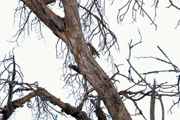 birds on tree
