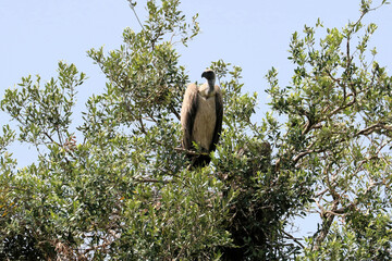 A view of an African Bird in Tanzania showing a