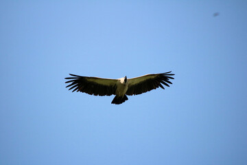 A view of an African Bird in Tanzania showing a Vulture