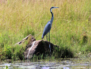 great blue heron ardea cinerea