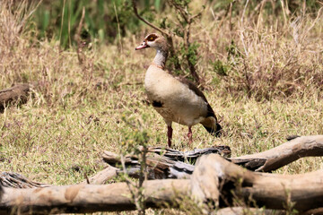 A view of an African Bird in Tanzania showing an Egyptian Goose