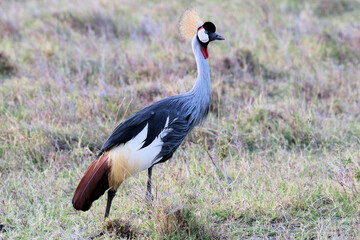 Fototapeta premium A view of an African Bird in Tanzania showing a Crowned Crane