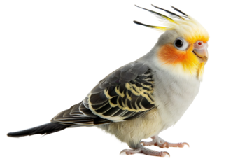 Elegant Cockatiel (Nymphicus hollandicus) Parrot with Yellow Crest Isolated on Transparent Background