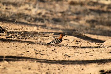 A bird on the ground in Africa