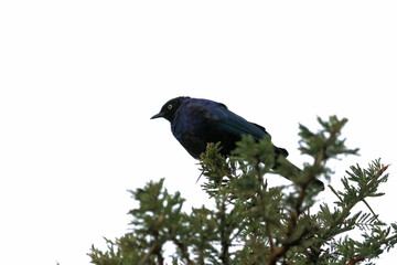 A view of a Bird in a tree in Africa