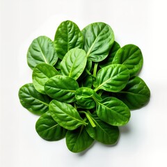 Fototapeta premium Fresh baby spinach leaves arranged in heap against pure white backdrop. Healthy greens perfect for salads as garnish. Vibrant green leaves showcase natural freshness. Ideal ingredient for nutritious