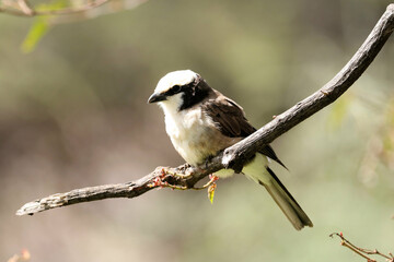 A view of a Bird in a tree in Africa