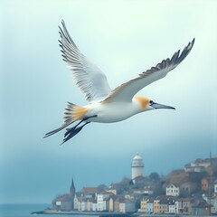 Fototapeta premium A seagull in flight with a coastal town in the background.