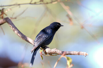 crow on a branch