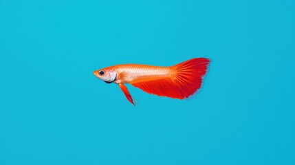 Obraz premium Vibrant guppy fish swimming in aquatic environment hyperrealistic art underwater viewpoint precious design concept