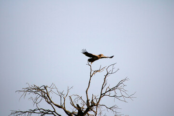 vulture in flight