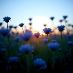 The image features a field of blue flowers at dusk, with the sun's rays casting a warm glow through the blooms and creating a soft, hazy effect.