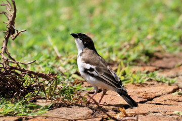 A bird on the ground in Africa