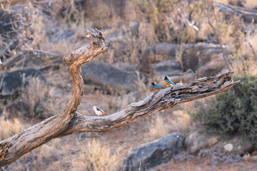 Obraz premium dead tree in the woods