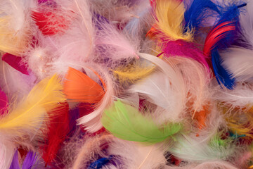 Colorful feather background, top view.