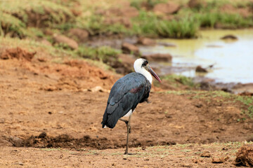 A view of an African Bird in Tanzania showing a Woolly Necked Stork