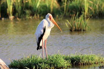yellow billed stork