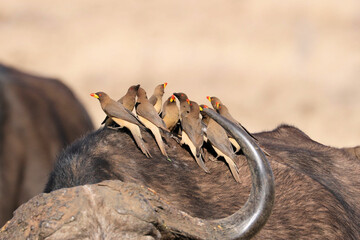 A view of an African Bird in Tanzania showing a Oxpecker