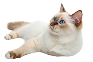 Balinese cat with blue eyes