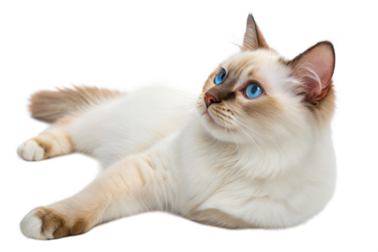 Balinese cat with blue eyes