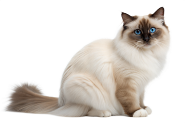 Beautiful Birman Cat